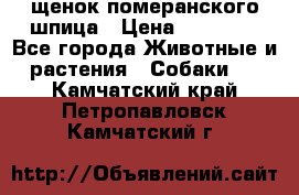 щенок померанского шпица › Цена ­ 45 000 - Все города Животные и растения » Собаки   . Камчатский край,Петропавловск-Камчатский г.